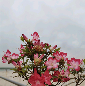 深山雾岛杜鹃 香云 日本杜鹃花小品盆景