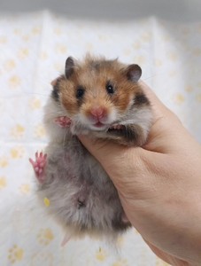 tb66266840淘宝虎斑熊仓鼠,带笼子,木屑等需要用的东西,主要是疫情