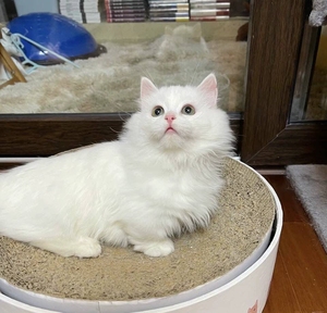 纯白拿破仑 纯白异瞳矮脚猫 纯白色短腿猫