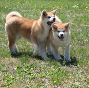 【秋田犬幼犬纯种大型】秋田犬幼犬纯种大型品牌,价格 - 阿里巴巴