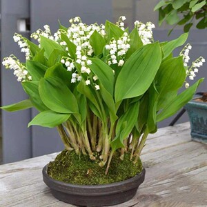 60铃兰家的花园淘宝铃兰家 | 天鹅古董 日本纯白色玫瑰花苗1加仑苗