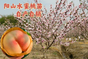 无锡阳山水蜜桃树苗 品种纯正 自家果园接穗嫁接 品种绝对对版