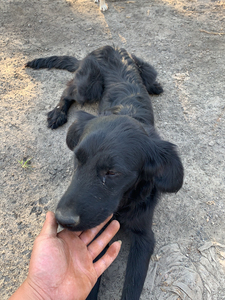 平毛巡回猎犬