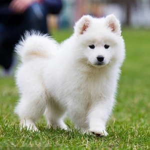 萨摩耶犬幼犬疫苗