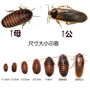 杜比亚蟑螂 3-4厘米  大亚成特价 批发绿色养殖,一手货源
