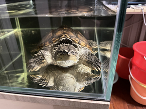 中美拟鳄龟19cm背甲 五年大个体高背休长甲 cb母 留种绝