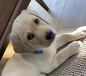 拉布拉多幼犬 奶白色拉布拉多 纯种拉布拉多幼犬 拉布拉多 公