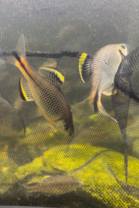 奈良家居专营店天猫彩石鳑鲏齐氏鱊火山鳑鲏原生广齐旁皮鱼溪流鱼