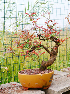 云南红芽清香木盆景盆栽非小石积羊蹄甲铁马鞭(原盆包邮非偏远地