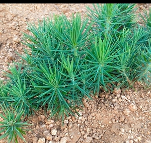 三河黑松一年生小苗,60颗(还剩几千颗)