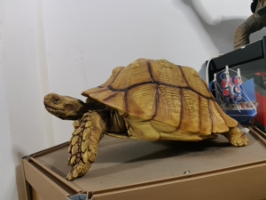 苏卡达龟模型,是模型,模型!不是活物,也不能装电池,别误会