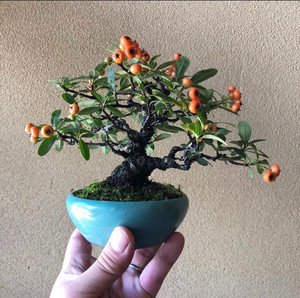 日本精品红果火棘盆景火棘也叫吉祥果,"火把果","救命粮"