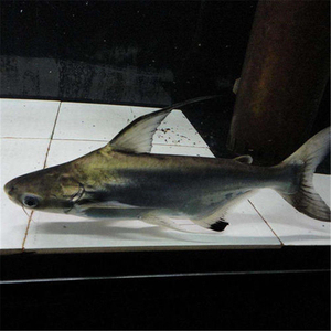 出个15cm左右成吉思汗鲨 不想养了 自提