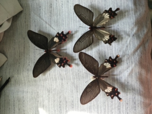 麝凤蝶一组打包,图一是印度纨绔,图二图三是国产纨绔和彩裙,品