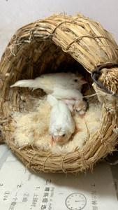 白黑眼菊花头,十姐妹保姆鸟,刚出笼一批,不分公母,欢迎选购