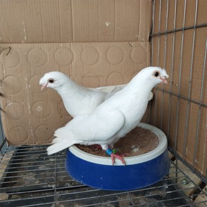 高飞鸽子四川眉山