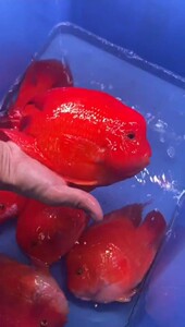 红财神鱼/爆头财神鹦鹉鱼/财神鱼/大型鱼