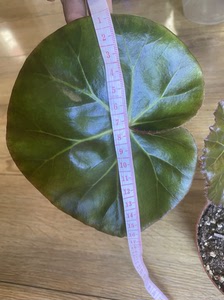 植物盆栽花卉,秋海棠,荷叶秋海棠.叶片能长到20公分左右大