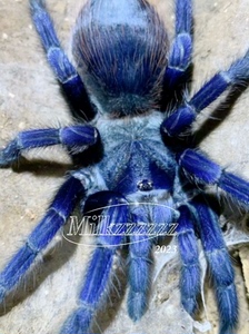 巴西大蓝蛛母公.十大最美蓝色生物之一.经典蓝色温顺地栖蜘蛛宠