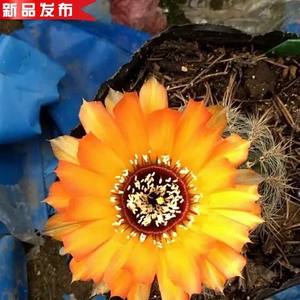 金色黑喉,直径五公分球,进口丽花开花仙人球群干新品种金黄色花