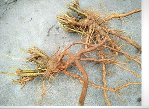 新疆天山枸杞树根  龙骨根 老桩疆伊犁新源县那拉提天山下原产