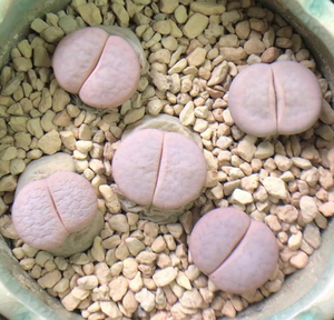 生石花大白 白曲244 90%干净脸生石花 pp 打上两个超