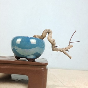 日本绯玉真弓盆景