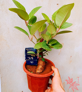 大叶榕树吸水石