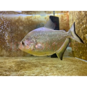 000人付款淘宝出17cm旧金山黄钻水虎.