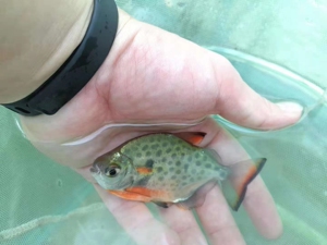 000人付款淘宝喷点银板鱼热带 热带鱼 白子