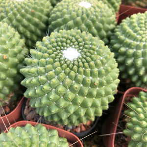 无刺白珠仙人球 易养易开花 冬季开花 头顶开一圈花苞 美观