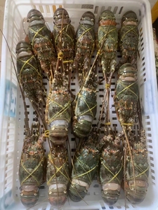 大青龙小青龙活冻大小青龙活冻龙虾都有货了,本港龙虾非进口,大