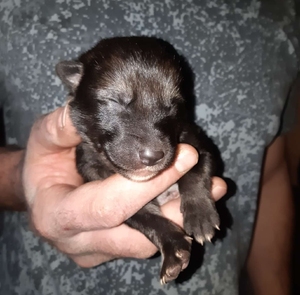 【乳白色的狼犬】乳白色的狼犬品牌,价格 - 阿里巴巴