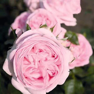 灌木月季:远行/航程