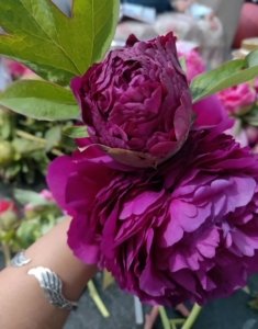 首案红树牡丹 独杆牡丹花树 国内名贵品种 唯一的紫红色花根