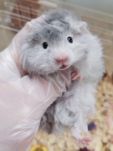 长毛卷毛黑波利金丝熊 标价全款 仅限自提