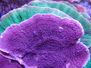 【紫瓦片珊瑚】紫瓦片珊瑚品牌,价格 - 阿里巴巴