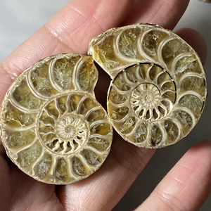 紫光下有黄色磷光带晶洞的菊石切片