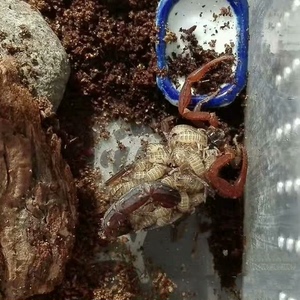 刚果红鳄背蝎（单性繁殖）沙漠蝎