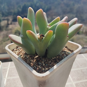 少将 巨将  大型少将 肉锥 生石花 多肉