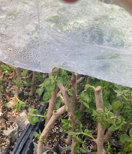 全新 预售暗斑国姐中国丽人三角梅品种攀缘花卉爬藤勤花品种花园