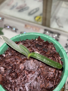 南非纯种毛兰君子兰