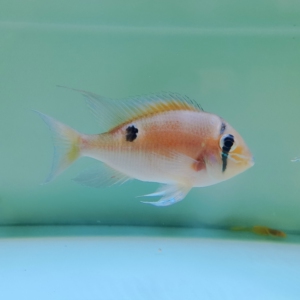 圣塔伦月亮宝石鱼