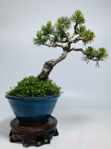 明星五针松盆景日本