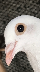 白色杨阿腾@紫罗兰高级黑钻眼砂,这是种鸽出的一对后代细圈不断