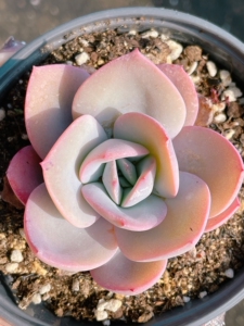 【布鲁蓝多肉】布鲁蓝多肉品牌,价格 - 阿里巴巴