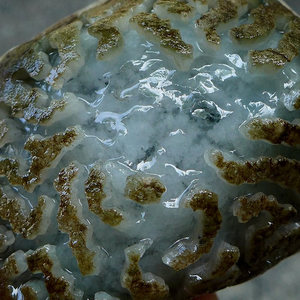 1斤【高冰种飘乌鸡】缅甸正品翡翠玉石毛料原石拍卖557.09g