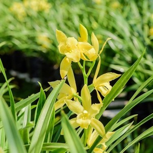 带花苞【黄金小神童】黄金小神童浓香型黄色兰花苗客厅阳台绿