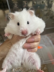 真正家养金丝熊仓鼠,成年#长毛米熊#长毛白熊#长毛杂银