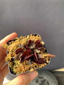 红鲨鱼捕蝇草,一物一拍,满68包邮中通